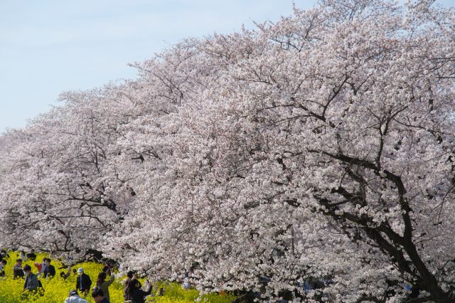 密度が濃い桜が長い距離見られます。