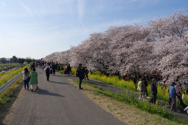 反対側にも同じように長い距離の桜が続きます。本当に規模が大きい桜スポットです。