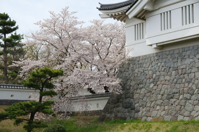 左側は塀の先からあふれる桜。