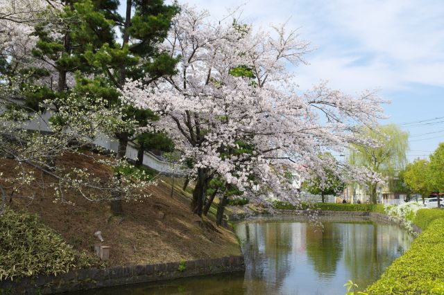 橋の先の土手に桜があります。