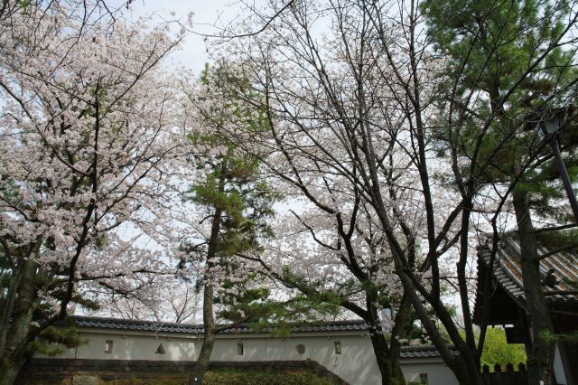 門の右脇の広場の木々と桜。