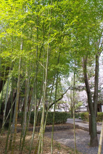 博物館側には竹林があります。