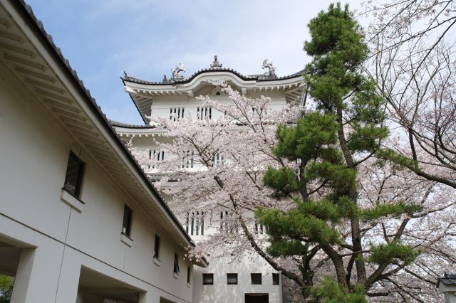 広場からの櫓、松と桜の木。