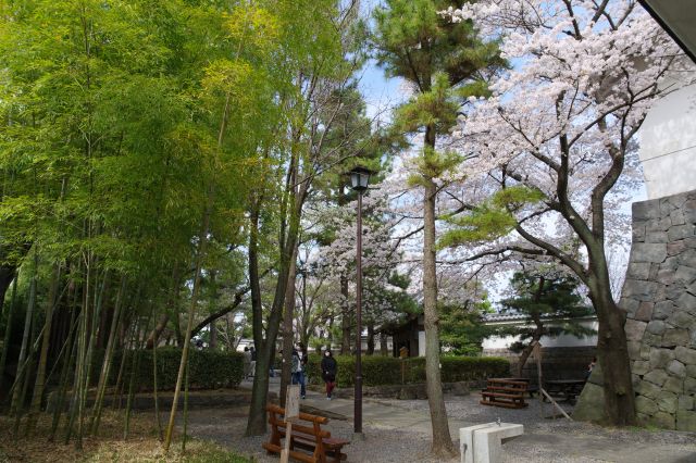 竹林と桜のコンパクトな通路。