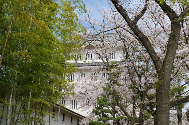 竹と桜と松越しの御三階櫓、日本らしい情景です。