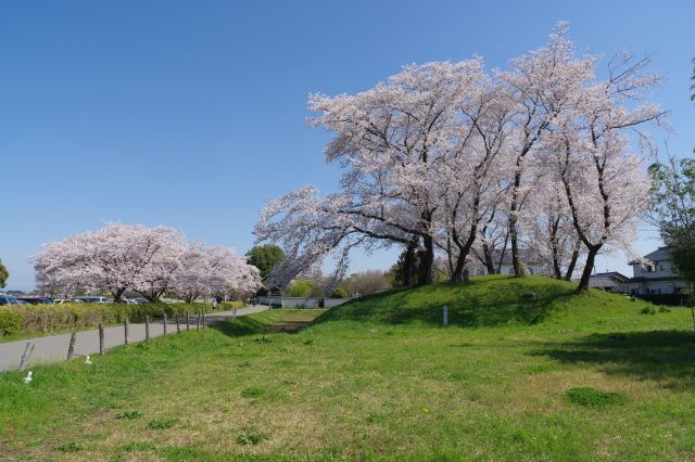 気持ち良い快晴。入り口の愛宕山古墳からきれいな桜の木々が溢れます。