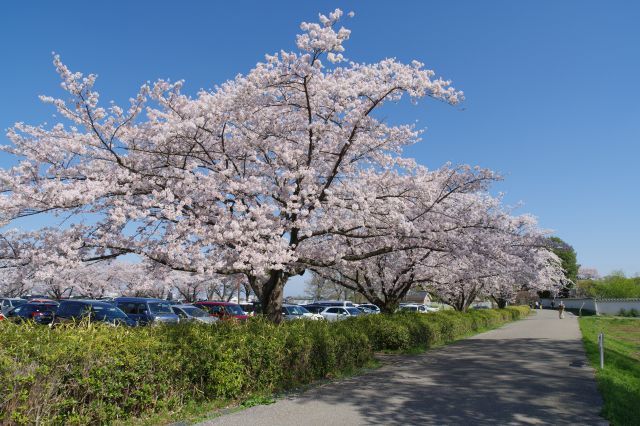 駐車場側にも桜並木が連なります。