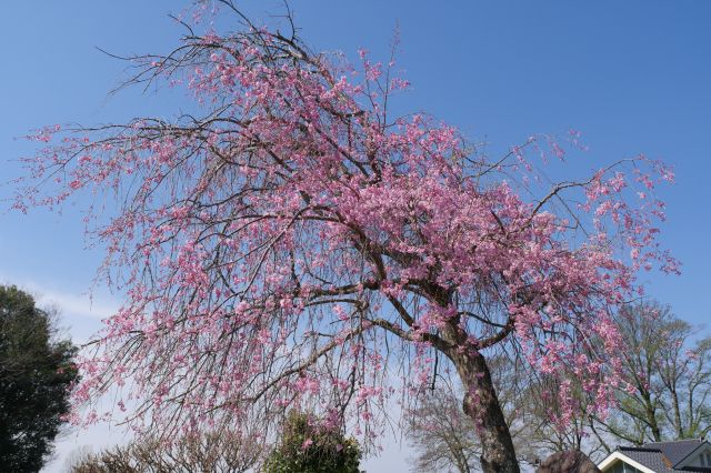 枝垂桜も少しあります。