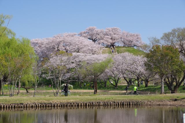 奥の丸墓山古墳には桜が溢れています。