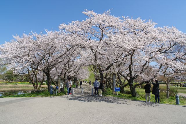 丸墓山古墳に続く桜のアーチが美しい道は、石田三成が忍城を水攻めするために築いた「石田堤」の名残。