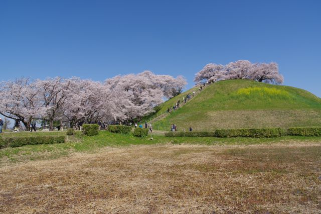 きれいな丸い形をした円墳の丸墓山古墳、密度の濃い桜の木々が溢れます。