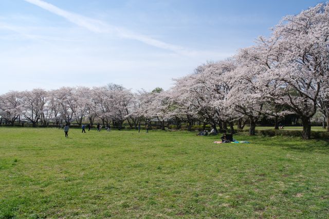 南側には桜の木々が連なります。シート広げ花見する人も。