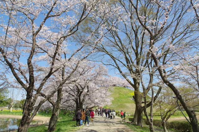 桜のアーチの道を進みます。