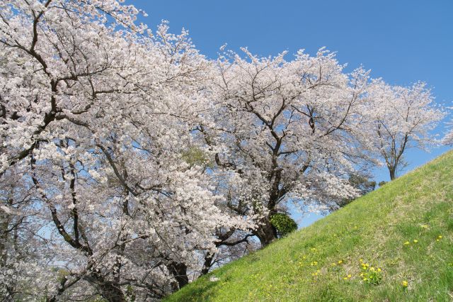 左手には斜面に桜の木々、桜の花びらと近い目線の高さ。