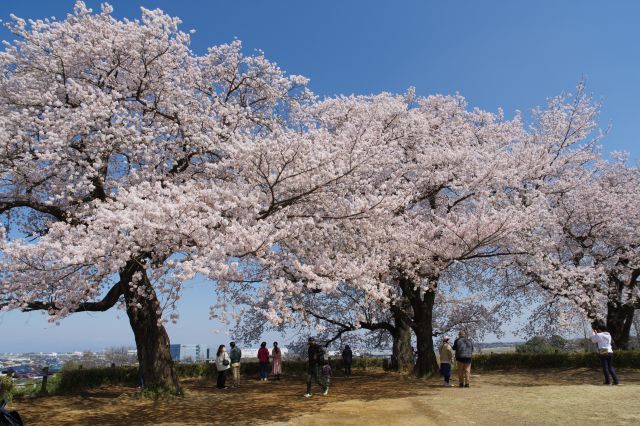 古墳の頂上にも桜の木々があります。
