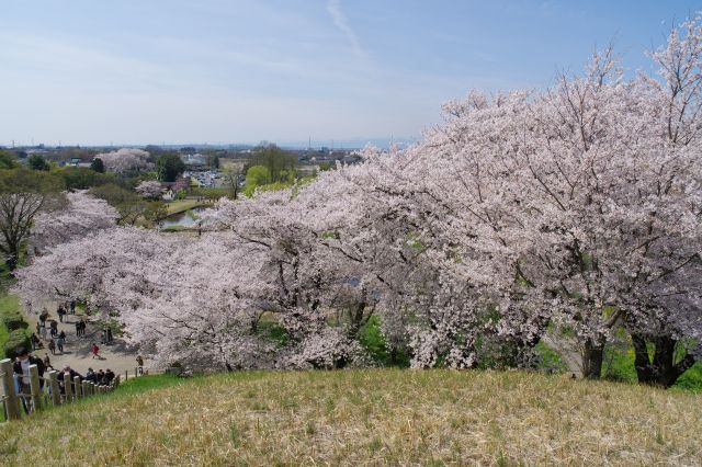 登ってきた斜面から石田堤へ続く密度の濃い桜の列。