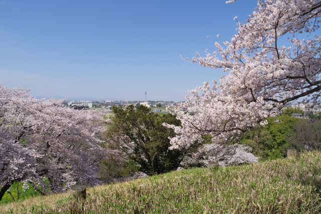 桜越しに西側の行田市の町並みを望む。