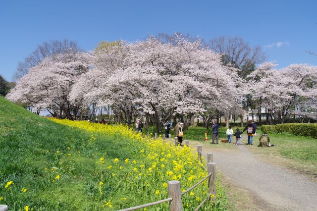 古墳の北側にも桜地帯があり人が集まります。