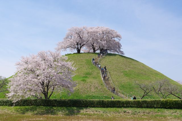 さきたま古墳公園の桜の写真ページ