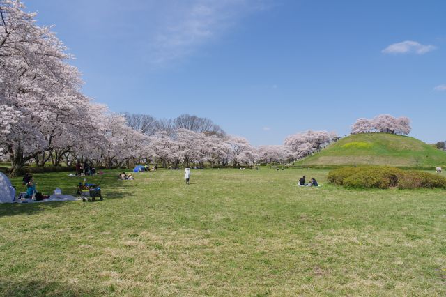 桜の木の下でシートを広げ憩う人達。