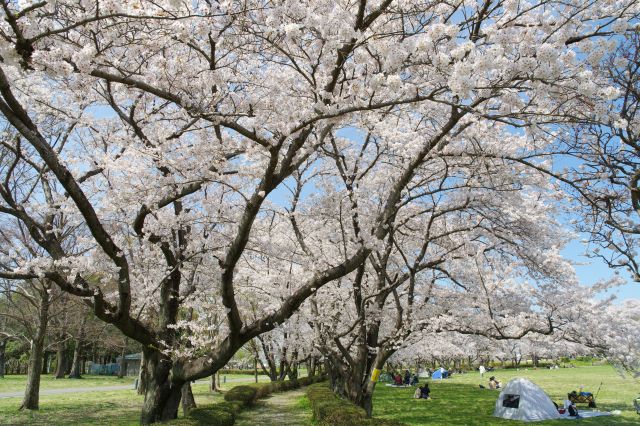 密度の濃い桜が連なります。