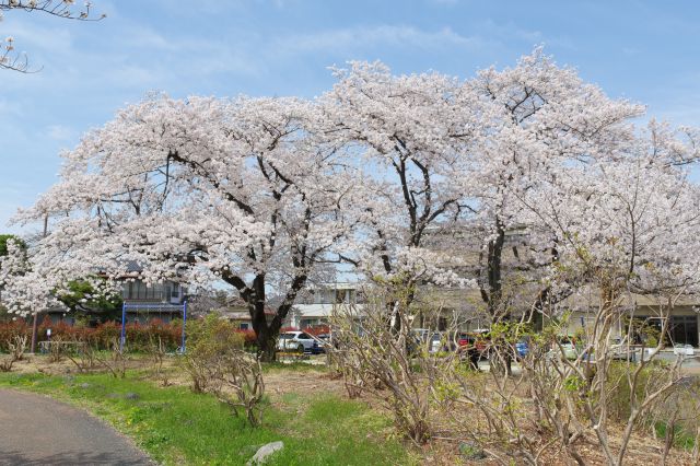 市民広場には桜の木々が見られます。
