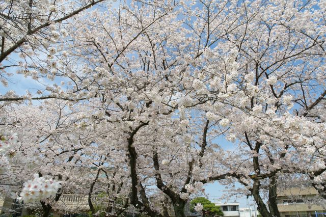 見上げる美しい桜の木々。