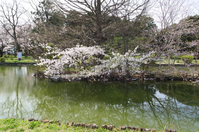 右側の小さな池の桜。