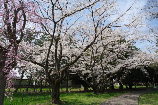 桜地帯には枝垂桜もありました。