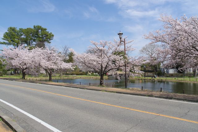 あおいの池側の道路沿いに桜並木が続いています。