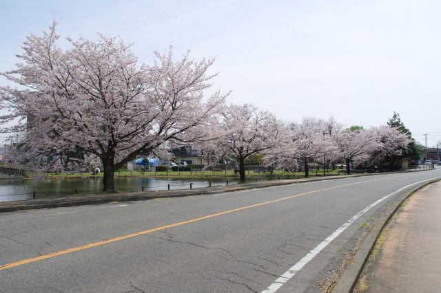 きれいな桜の並木道。