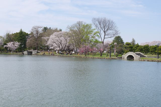 池の先の市民広場方面、桜の木々が見えます。
