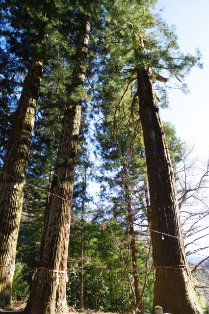見上げる杉の巨木、とても迫力あります。
