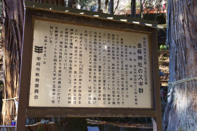 金桜神社のスギ群の看板。