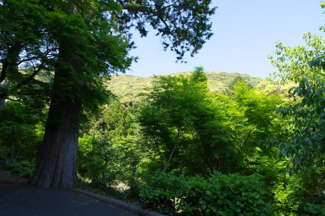 右手の谷の先に見える山並がきれい。静岡県との県境の山です。