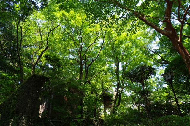 階段を登ると頭上を覆う緑の木々。静かで鳥の声や葉を揺する音が聞こえ、穏やかで心落ち着きます。