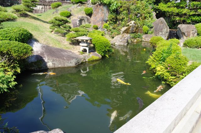 風情な庭園の池には鯉がいます。