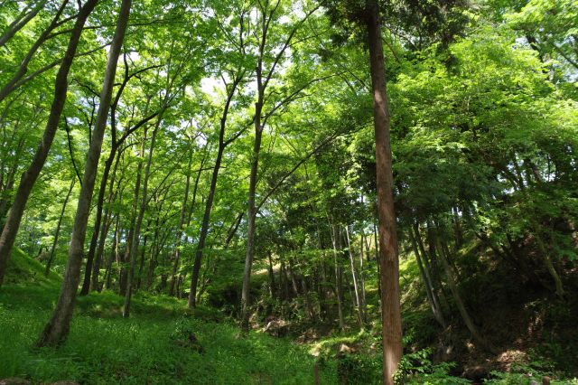 頭上は鬱蒼とした豊かな緑のアーチ、木陰で心地よい空間。