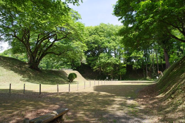 階段を上がると堀部分へ。左には氏邦桜(エドヒガンザクラ)、樹齢150年を超える大木です。