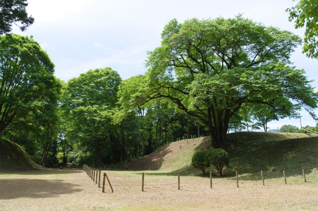 通り過ぎて振り返る。一際大きな櫻の木で印象的です。