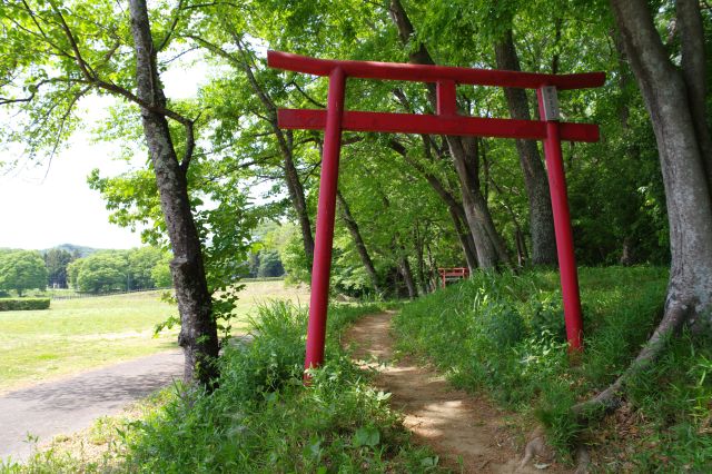 複数の鳥居をくぐっていきます。