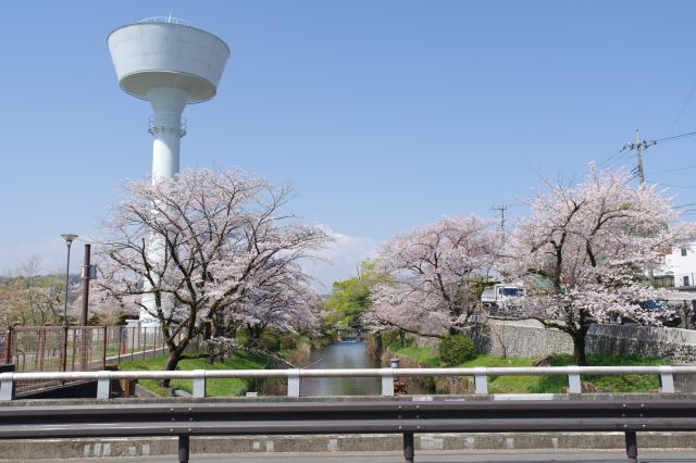 羽村橋から玉川上水の上流側を望む。両岸にきれいに桜が咲いています。