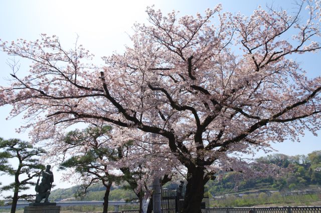 多摩川川にも桜が見られます。