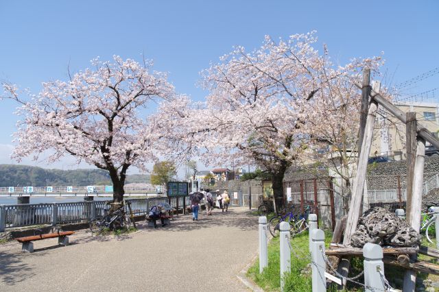 先端部にも桜が見られます。