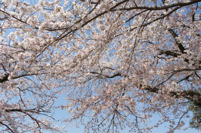 頭上のきれいな桜。