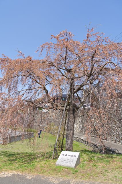 三春の滝桜。