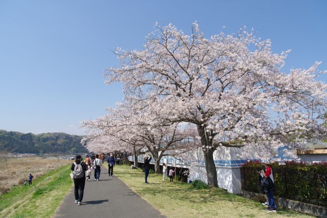 大正土手へ、きれいな直線の桜並木で沢山の人で賑わいます。