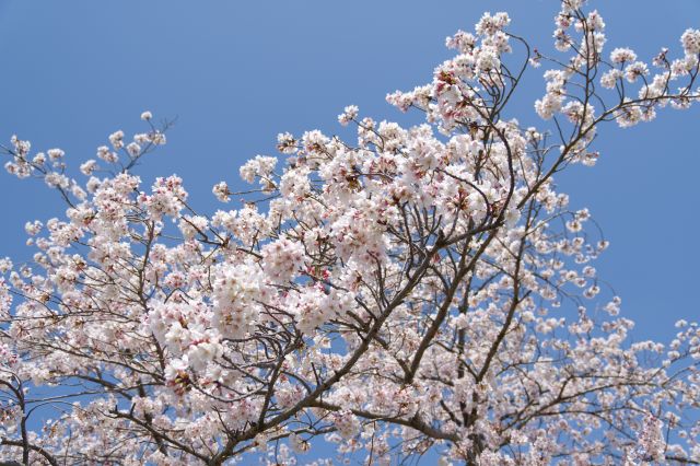 美しい桜。