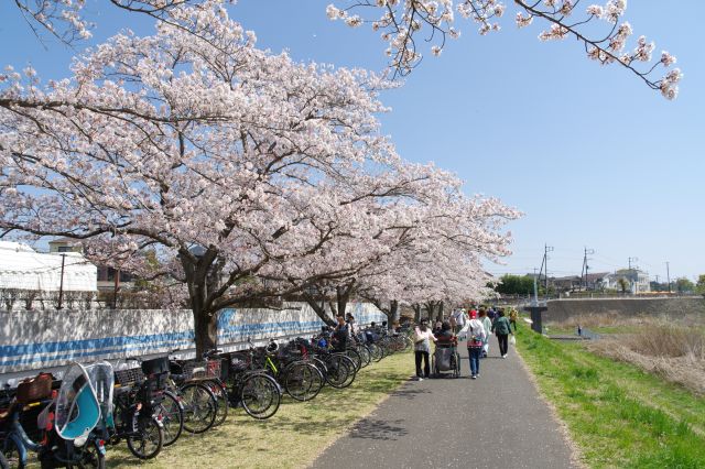 桜づつみ公園、親水公園沿いに続く。春の空気感、日差しが暖かく土の香りも心地良い。