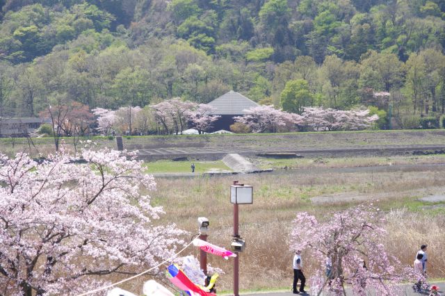 多摩川の対岸にも少し桜が見られます。